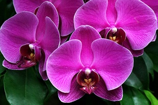 PHALAENOPSIS FUCHSIA