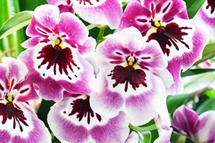 MILTONIA ROSE MILTONIA ROSE
