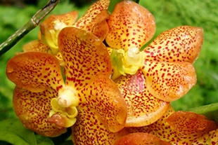ORCHIDÉE VANDA ORANGE ORCHIDÉE VANDA ORANGE