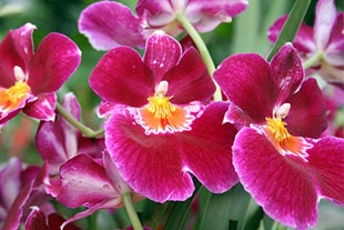 MILTONIA RED TIDE MILTONIA RED TIDE