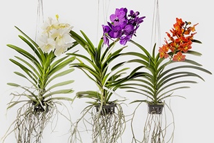 ORCHIDÉES VANDA SUSPENDUES