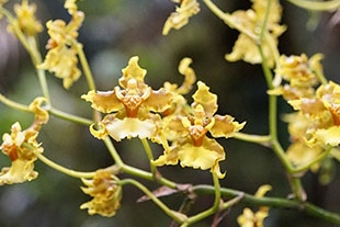 ONCIDIUM BAUERI ONCIDIUM BAUERI