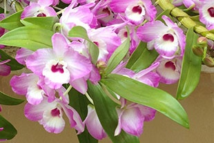 DENDROBIUM ROSE DENDROBIUM ROSE