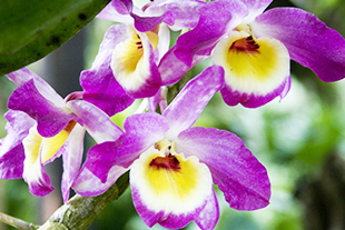 DENDROBIUM ROSE ET JAUNE DENDROBIUM ROSE ET JAUNE