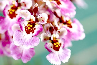 ONCIDIUM TOLUMNIA