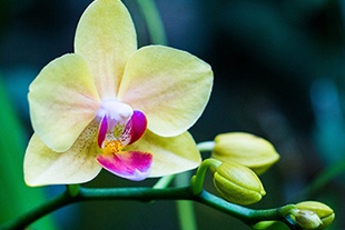 PHALAENOPSIS JAUNE PÂLE