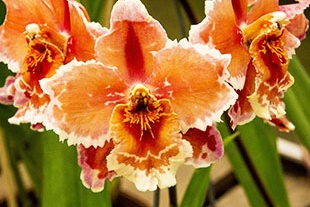 CAMBRIA CATATANTE CAMBRIA CATATANTE