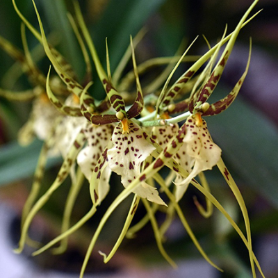orchidee-brassia