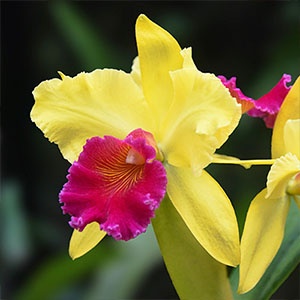 cattleya-jaune-rose-300x300