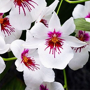 miltonia-blanc-300x300