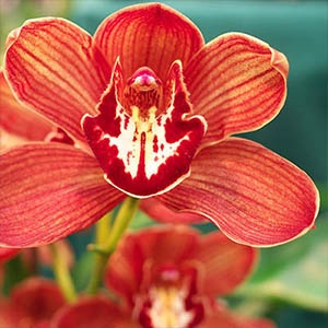 cymbidium-300x300