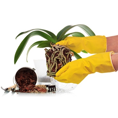 article_rempotage article_rempotage