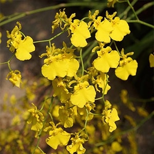 oncidium-300x300 oncidium-300x300
