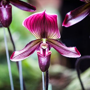 paphiopedilum-300x300