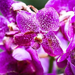 vanda-rose-300x300 vanda-rose-300x300