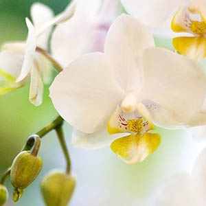 orchidee-phaleano-blanc orchidee-phaleano-blanc