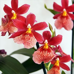 orchidee-cambria orchidee-cambria