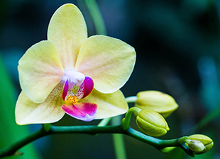 Phalaenopsis jaune pâle