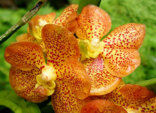 Orchidée vanda orange
