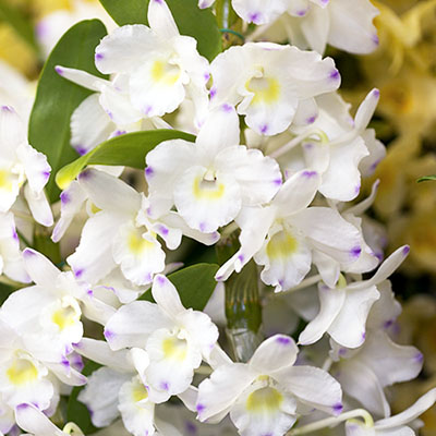 Orchidée Dendrobium blanc
