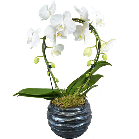 Phalaenopsis blanc