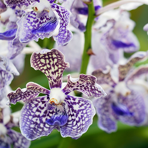 orchidée vanda bleue