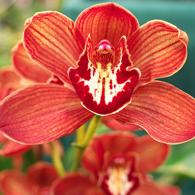 Orchidée Cymbidium rouge