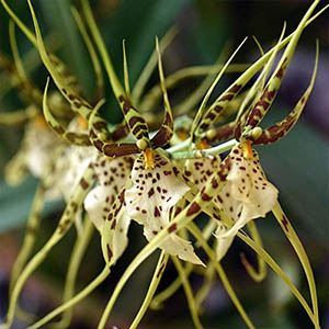 Brassia toscane