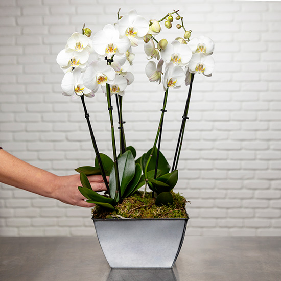 Composition d'orchidée