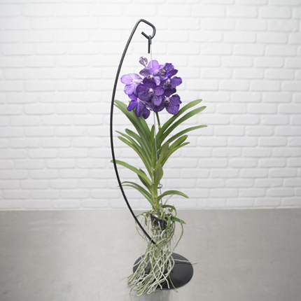 Orchidée vanda
